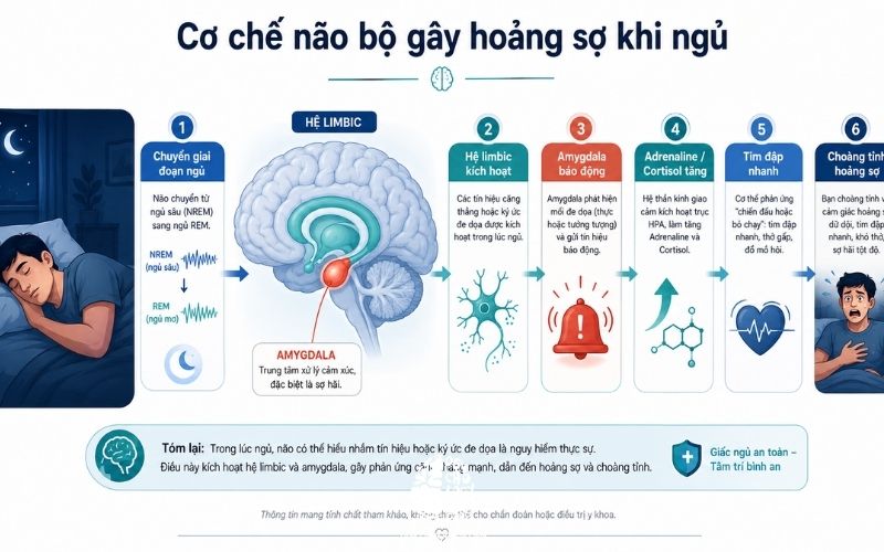 Sơ đồ mô tả cơ chế hệ thống limbic bị kích hoạt trong giấc ngủ] | [Cơ chế não bộ gây hoảng sợ khi ngủ]