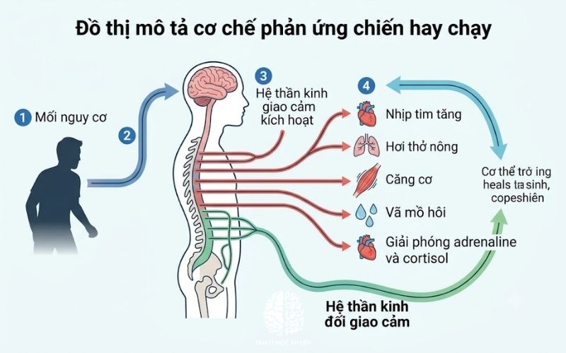 cơ chế phản ứng chiến hay chạy của hệ thần kinh giao cảm khi gặp rối loạn lo âu