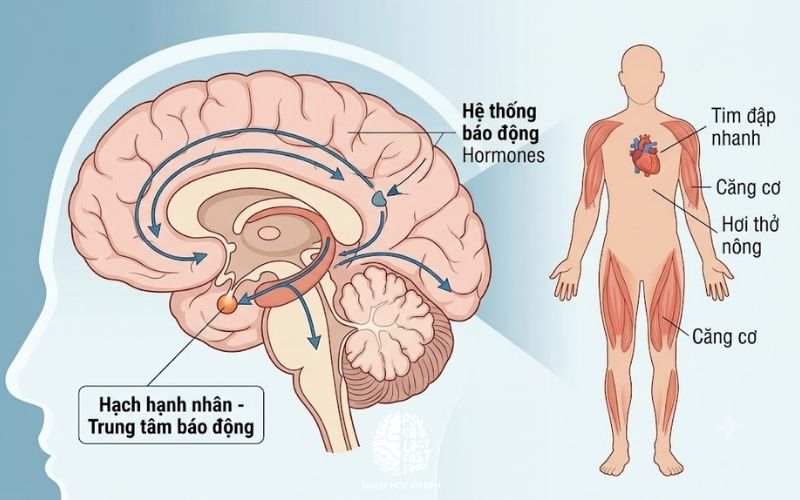 Sơ đồ cơ chế phản ứng chiến đấu hay bỏ chạy của hạch hạnh nhân