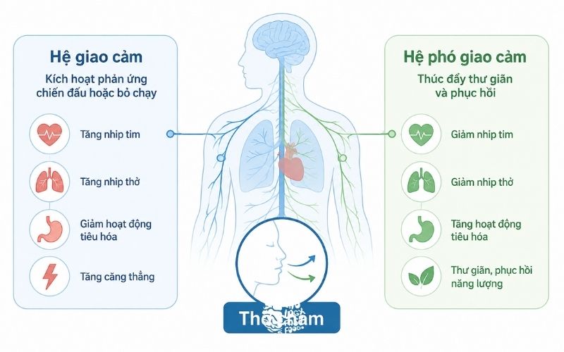 Minh họa tối giản hệ thần kinh tự chủ với hai nhánh giao cảm và phó giao cảm, kèm biểu tượng hơi thở chậm] | [
